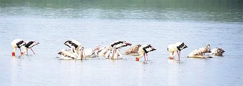 குவியும் வெளிநாட்டுப் பறவைகளால் களைகட்டிய கோடியக்கரை சரணாலயம்