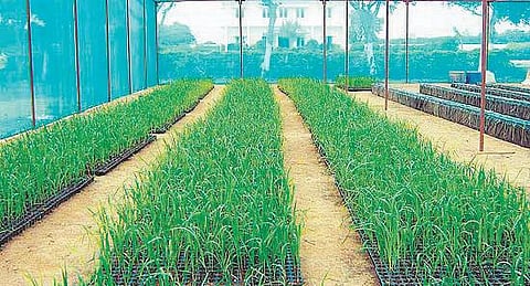 மகசூலை இருமடங்காக்கும் நாற்று முறை  கரும்பு சாகுபடி