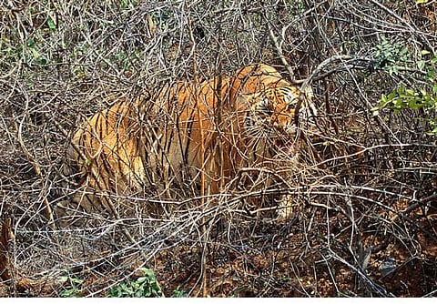 வண்டலூர் பூங்காவுக்குள் மறைந்திருந்த பெண் புலி பிடிபட்டது