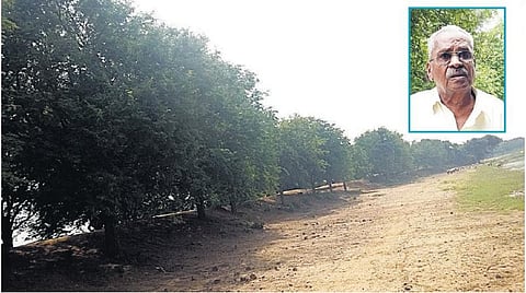 ஊராட்சித் தலைவரின் முன்முயற்சியால்﻿ புளியஞ்சோலையாக மாறிய குளக்கரைகள் சூழலுக்கு பாதுகாப்பு, அரசுக்கு வருமானம்﻿