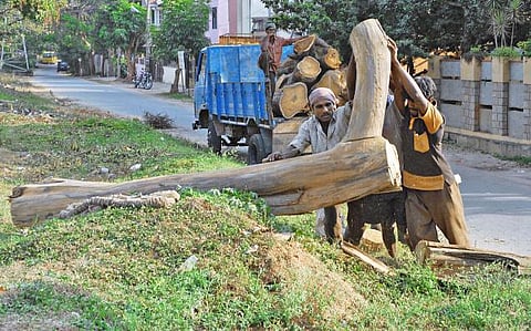நாடு முழுவதும் மரங்களை வெட்ட தேசிய பசுமை தீர்ப்பாயம் தடை﻿