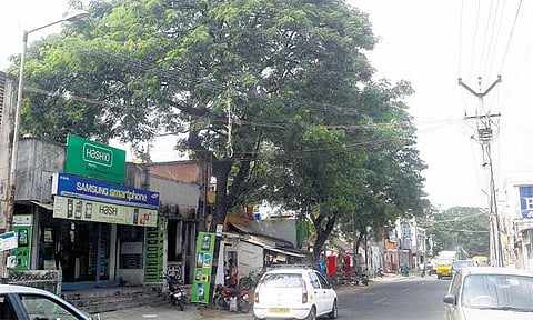 காஞ்சிபுரத்தில் மழைநீர் வடிகால்வாய்க்காக﻿ பழமையான மரங்களை வெட்டுவதா? - மாற்று வழி கூறும் சுற்றுச்சூழல் ஆர்வலர்கள்﻿