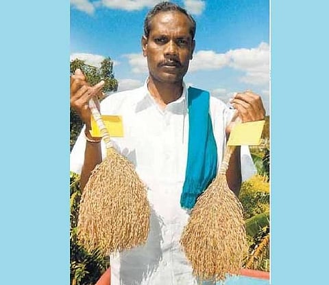 மாப்பிள்ளை சம்பா மகத்துவம்