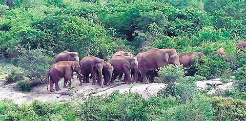ஓசூர் அருகே 65 காட்டு யானைகள் முகாம்﻿: பனியால் விரட்டும் பணி பாதிப்பு, விவசாயிகள் அச்சம்﻿