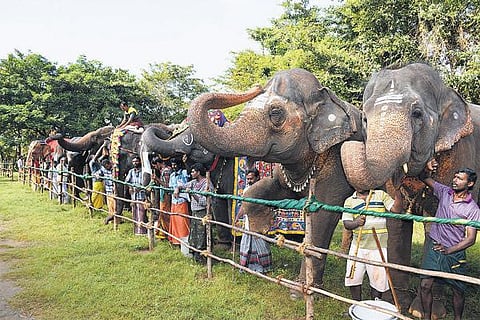 கோவையில் தொடங்கியது யானைகளுக்கான நலவாழ்வு முகாம்