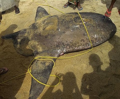 ராமநாதபுரம் அருகே உயிருடன் ஆழ்கடலில் விடப்பட்ட அரிய வகை சூரிய மீன்