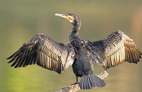 தண்ணீர் காக்கா﻿