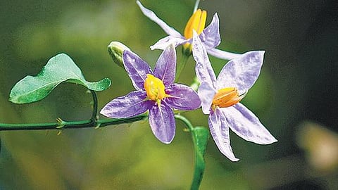 மார்புச் சளிக்கு தூதுவளை