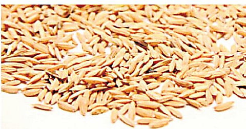மிரளவைத்த கருடன் சம்பா