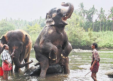 கோயில் யானைகள் முகாம்﻿: கோதை, வேதநாயகியின் குறும்புகள்﻿ - காட்சிகளை ரசித்த பார்வையாளர்கள்