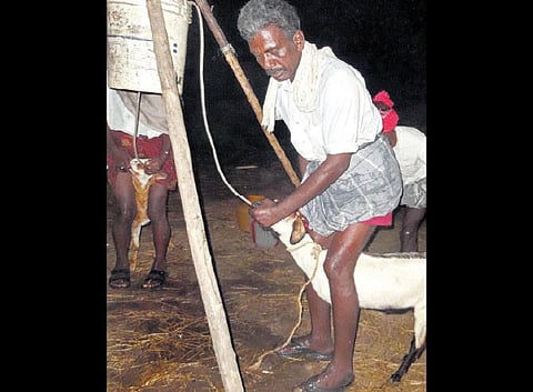 வலிய புகட்டும் தண்ணீரால் வதைபடும் ஆடுகள்﻿﻿: விற்பனைக்காக எடையை கூட்டும் மோசடி