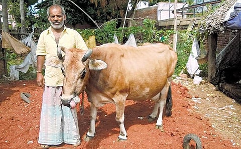 18 வயது மாட்டின் 15 லிட்டர் பால்: ஆச்சரியம் தரும் மதுரை விவசாயி﻿
