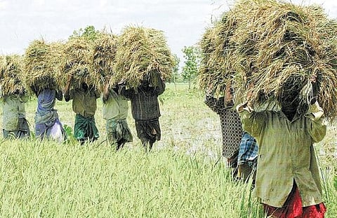 நிலம், நெல், வாழ்க்கை - மண்ணுடன் பேசும் திறன்