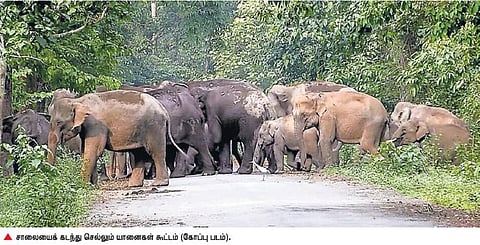 அழிக்க நினைத்தால் தூக்கத்தில்கூட﻿ யானைகள் எதிரியை பழிவாங்கும்: சிந்தனையில் இருக்கும்﻿ சங்க இலக்கியத்தில் குறிப்பிடப்பட்டுள்ள சுவாரசிய தகவல்கள்﻿