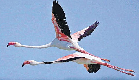 வண்ணத் தூதர்களைத் தேடி﻿