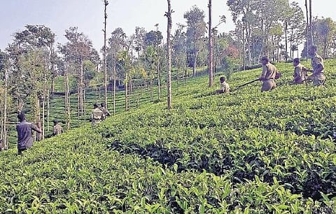 நீலகிரியில் பெண்ணைக் கொன்ற﻿ புலியை பிடிக்க ஆளில்லா குட்டி விமானம், கும்கி யானையை பயன்படுத்த முடிவு﻿: கிராம மக்களுக்கு போலீஸ் எச்சரிக்கை﻿