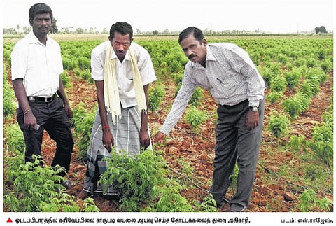 தூத்துக்குடி: விவசாயிகளுக்கு லாபம் தரும் கறிவேப்பிலை சாகுபடி﻿