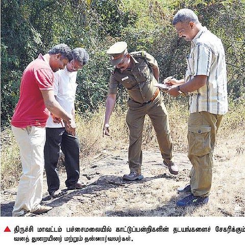 வனத்தின் துப்புரவாளர்களாக செயல்படும் காட்டுப்பன்றிகள்﻿: தமிழகத்தில் கணக்கெடுக்கும் பணிகள் தீவிரம்