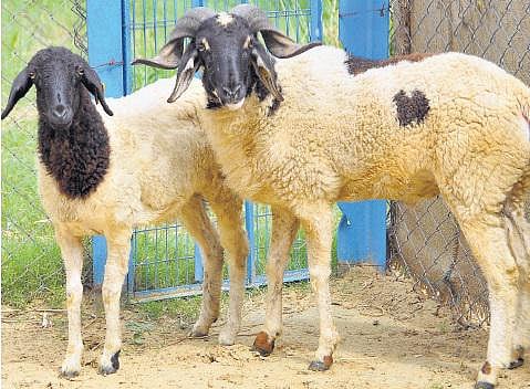 செம்மறி ஆடுகள் உயிரைப் பறிக்கும்﻿ நீல நாக்கு நோய்க்கு தடுப்பு மருந்து: தமிழ்நாடு கால்நடை மருத்துவ பல்கலை. சாதனை
