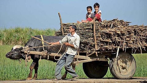 உத்தரப் பிரதேச மாநில கரும்பு விவசாயிகளின் அவல நிலை