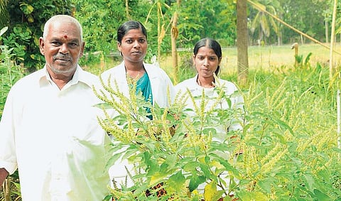 மூலிகைகளுக்கு இடையே ஊடுபயிர்- சித்த வைத்தியரின் புது முயற்சி﻿