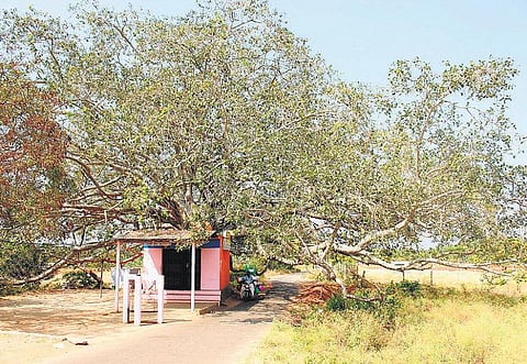 சுதந்திரக் காற்றை சுவாசிக்கும் 90 வருட அபூர்வ ஆலமரம்﻿