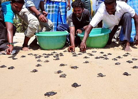 புதுச்சேரி: அரிய வகை ஆமைக் குஞ்சுகளை கடலில் விட்டது வனத்துறை