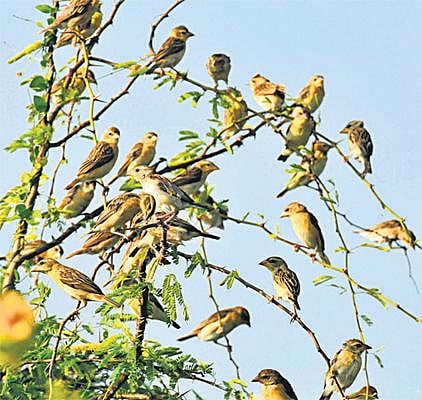 100 கிராமங்களில் சிட்டுக்குருவி வளர்ப்பு﻿ - அழியும் இனத்தைக் காக்க முயற்சி