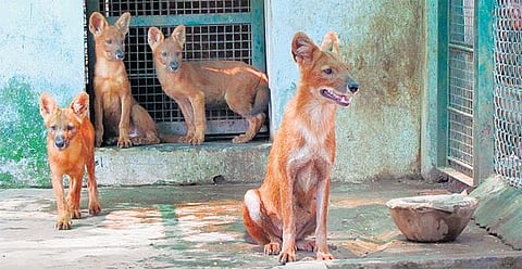 வண்டலூர் உயிரியல் பூங்காவில்﻿ செந்நாய் 3 குட்டிகளை ஈன்றது﻿