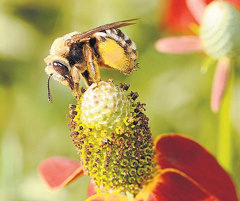 அறிவியல் அறிவோம்-5: நஞ்சே மருந்து﻿