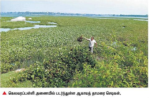 ஓசூர் கெலவரப்பள்ளி அணையை தூய்மைப்படுத்த﻿﻿ பேஸ்புக், வாட்ஸ் அப் மூலம் ஆதரவு திரட்டும் இளைஞர்கள்﻿