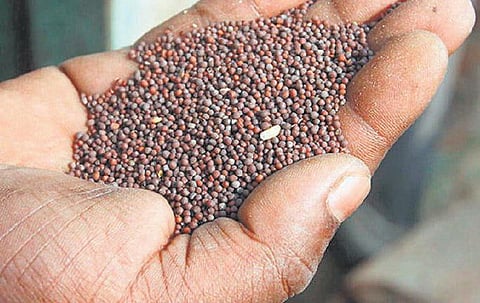 கடுகு உருவம் சிறுசு,  பலன்கள் பெருசு﻿: நமது ஊட்ட உணவு
