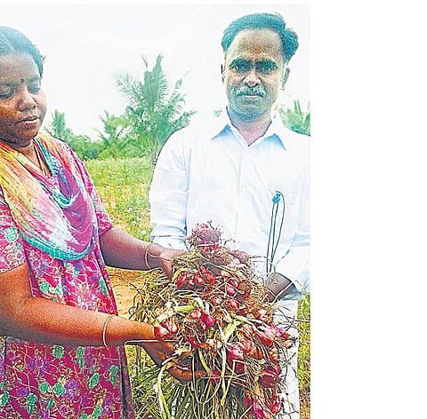 ரோஜாவில் ஊடுபயிராகச் சின்ன வெங்காயம்: 7 கிலோ விதையில் 350 கிலோ உற்பத்தி﻿