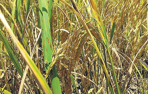 நம் நெல் அறிவோம்: தங்கத்துக்கு இணையான கட்டச்சம்பா﻿