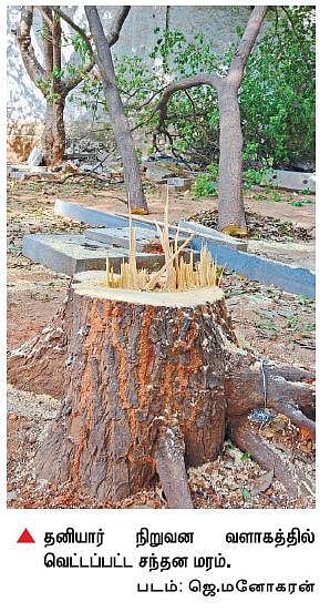 தனியார் நிறுவன வளாகத்திலிருந்து சந்தன மரம் வெட்டிக் கடத்தல்﻿