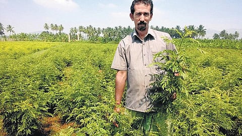 ஆயுள் பயிர் கறிவேப்பிலை: ஆண்டு முழுவதும் வருமானம்﻿