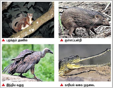 உலகில் அழிவின் விளிம்பில் 56,441 வனவிலங்குகள்﻿: சீன இயற்கை மருத்துவத்துக்காக அதிகளவில் வேட்டை﻿