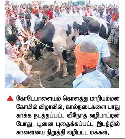 பவானிசாகர் அருகே கால்நடைகளை காக்க﻿﻿ பூனையை புதைத்து உயிருடன் மீட்டு விநோத வழிபாடு﻿