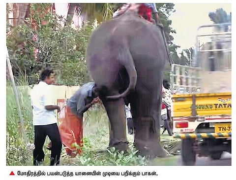 யானையின் முடியை பறித்தால் கைது: தமிழக வனத் துறை புதிய உத்தரவு﻿