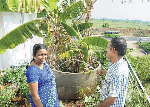 மாடியிலும் மரம் வளர்க்கலாம்﻿