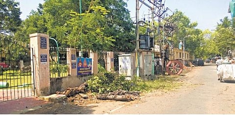 அறிவியல்ரீதியில் மரங்கள் கவனிக்க மேலாண்மை துறை ஏற்படுத்த வேண்டும்: சென்னை மாநகராட்சிக்கு கோரிக்கை﻿