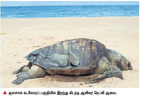 கன்னியாகுமரி கடலோரங்களில்﻿ இறந்து கரை ஒதுங்கும் ஆலிவர் ரெட்லி ஆமைகள்﻿: பாதுகாக்க நடவடிக்கை தேவை﻿