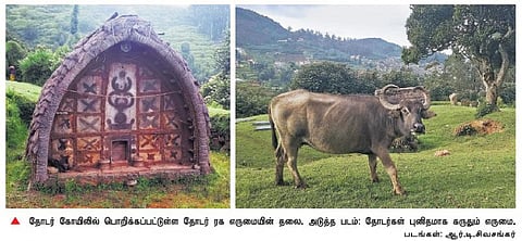 தோடர்கள் வாழ்க்கையின் அங்கமான எருமைகள் அழியும் ஆபத்து﻿