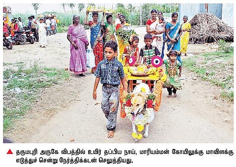 விபத்தில் உயிர் தப்பிய நாய் மாவிளக்கு எடுத்து நேர்த்திக்கடன்﻿: தருமபுரி அருகே பரவசம்﻿
