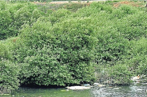 தூத்துக்குடி துறைமுகம் அருகே﻿ பாதுகாக்கப்பட்ட வனப்பகுதியில் இருந்து 1,000 ஏக்கர் நிலம் நீக்கம்﻿: அலையாத்தி காடுகளுக்கு பெரும் அச்சுறுத்தல்﻿