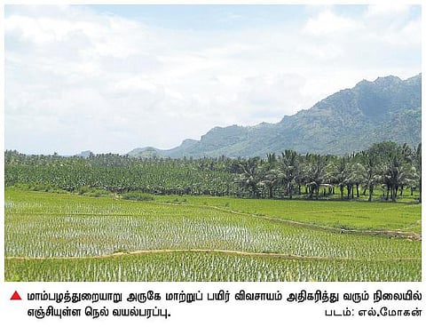 கன்னியாகுமரியில் நெல் விவசாயம் 5 ஆண்டுகளில் 1000 ஹெக்டேராக குறையும் அபாயம்﻿