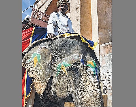 இந்தியா என்கிற யானை﻿