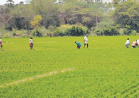 பயிர் கடன்களுக்கான வட்டி மானியம் பெற காலக்கெடுவை நீட்டித்து ரிசர்வ் வங்கி உத்தரவு﻿