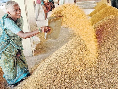 நம் நெல் அறிவோம்: பசித்தவனுக்கு ஏற்ற கலியன் சம்பா﻿