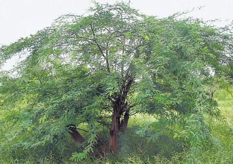 4 சதுர மீட்டருக்கு ஒரு கருவேல மரம் பரவுவதாக அதிர்ச்சித் தகவல்﻿: தமிழகத்தில் ஆண்டுக்கு 2.5% விவசாய சாகுபடி பரப்பு குறைகிறது﻿